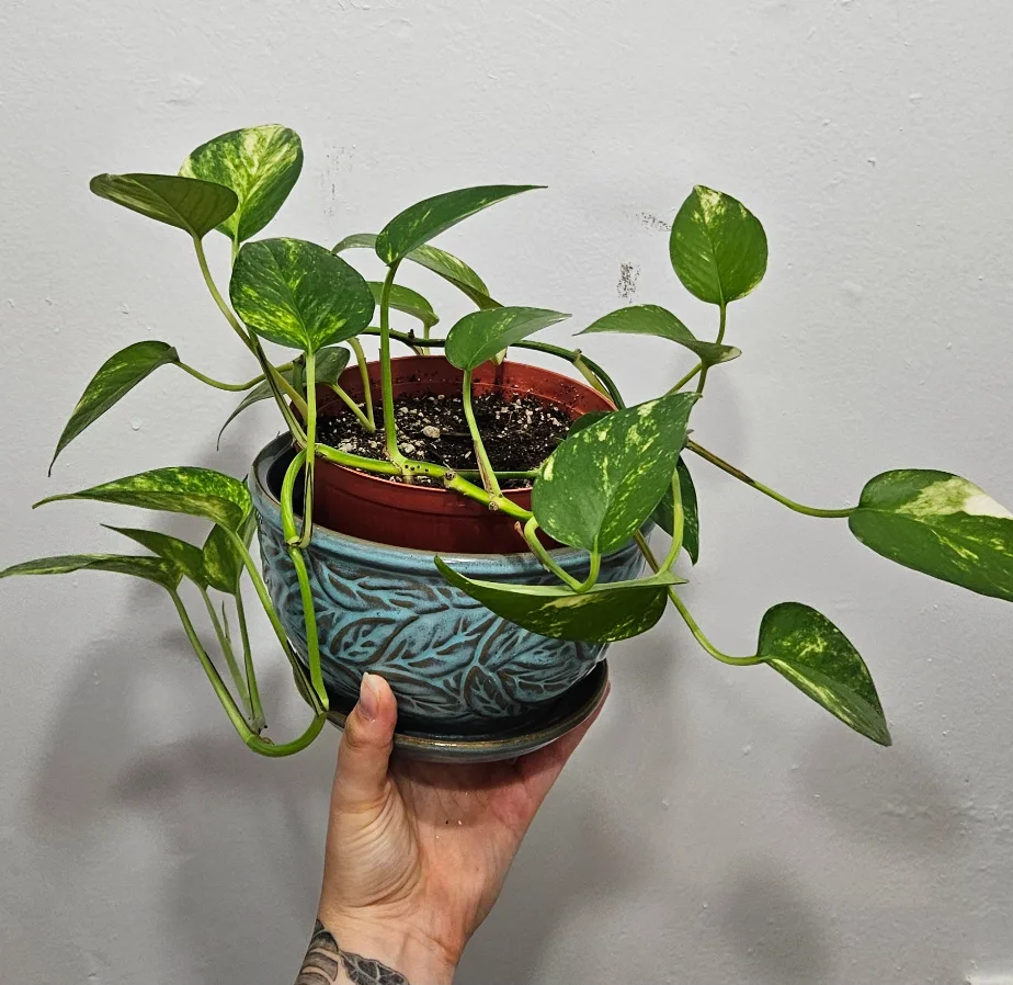 Golden Pothos Plant thumbnail