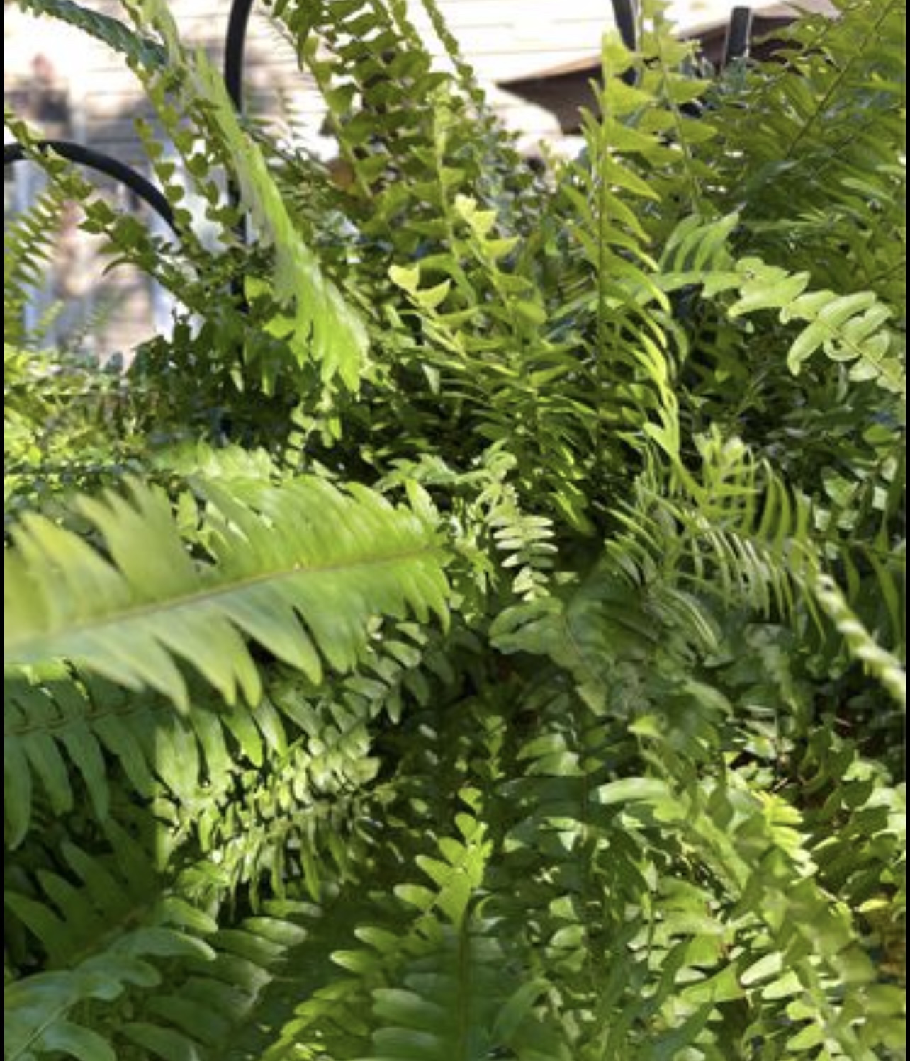 2 x-large Boston fern plants - photo 3