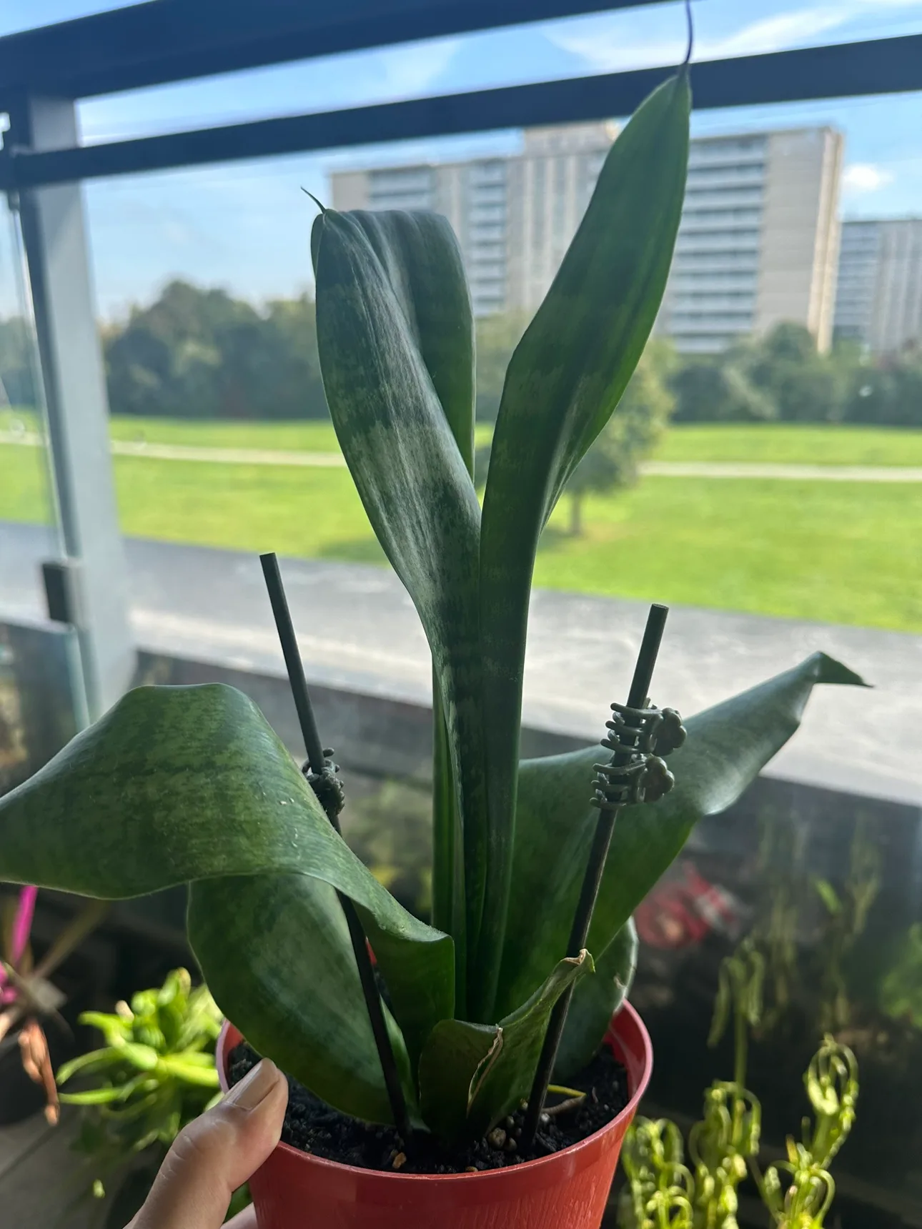 Snake Plant image indicator(2)