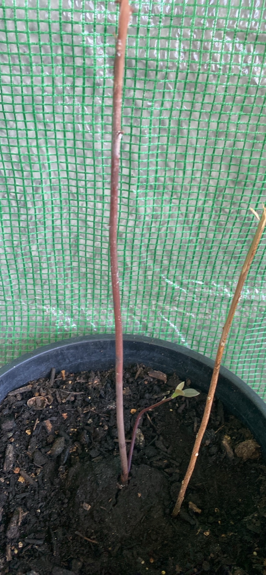 Avocado Plant