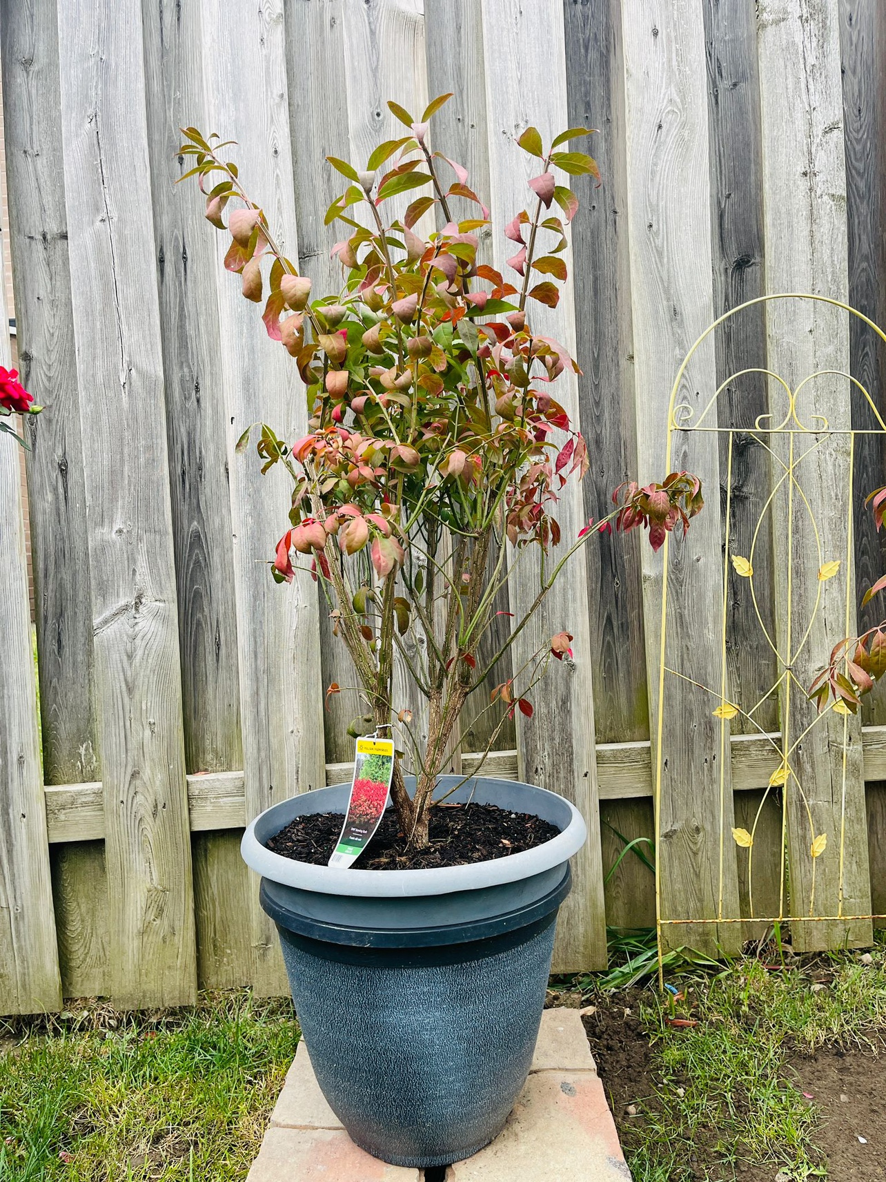 Burning Bush Plant