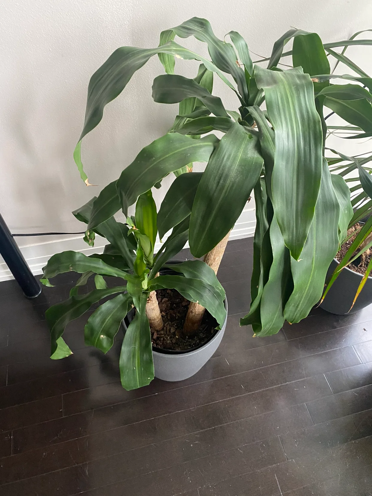 Large Dracaena Massangeana (or Corn Plant) thumbnail