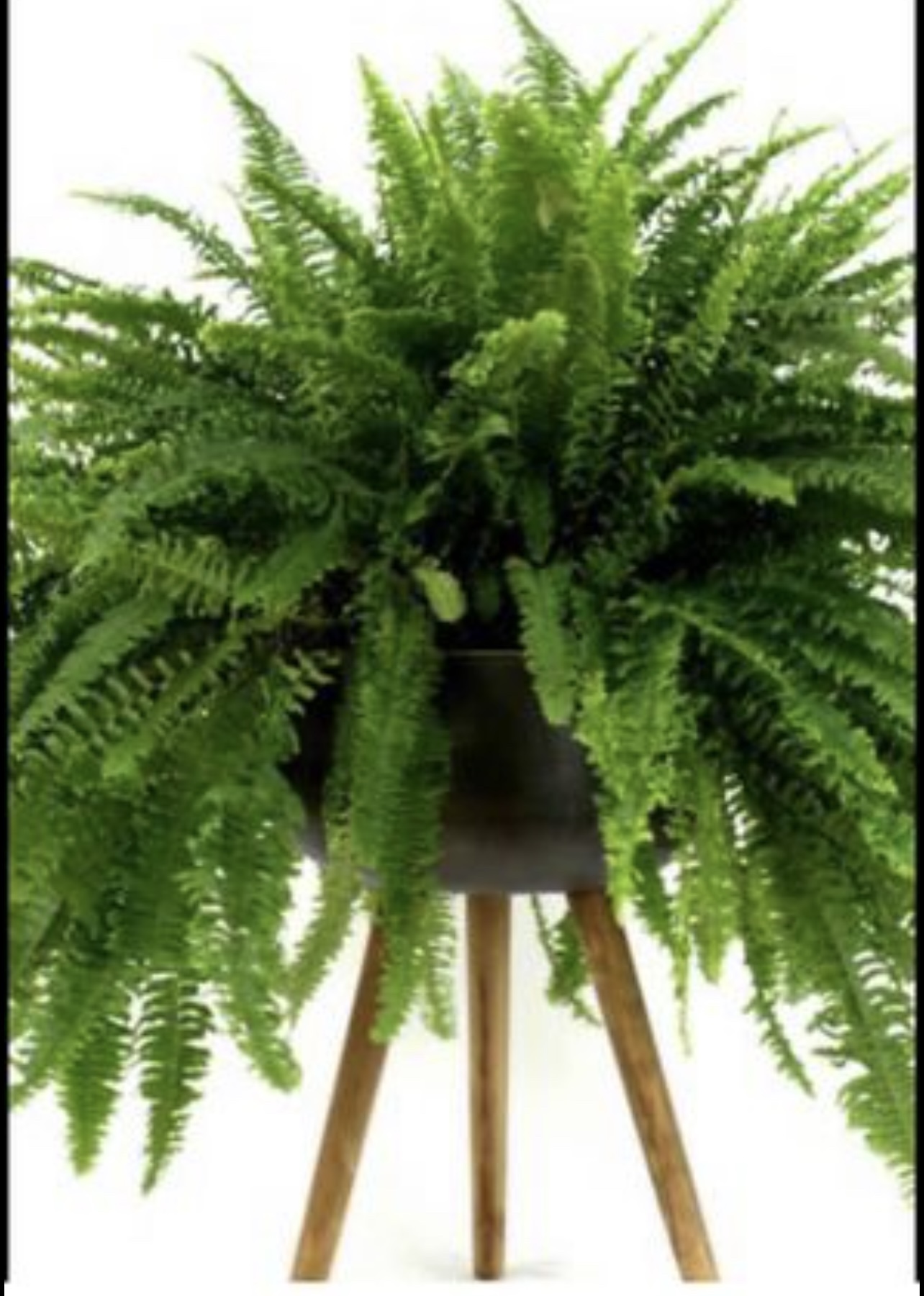 2 x-large Boston fern plants - photo 4