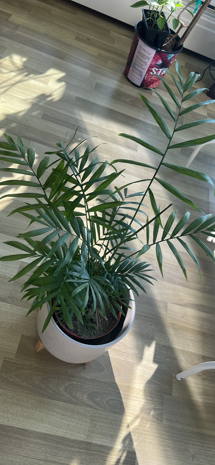 Palm Plant - photo 2