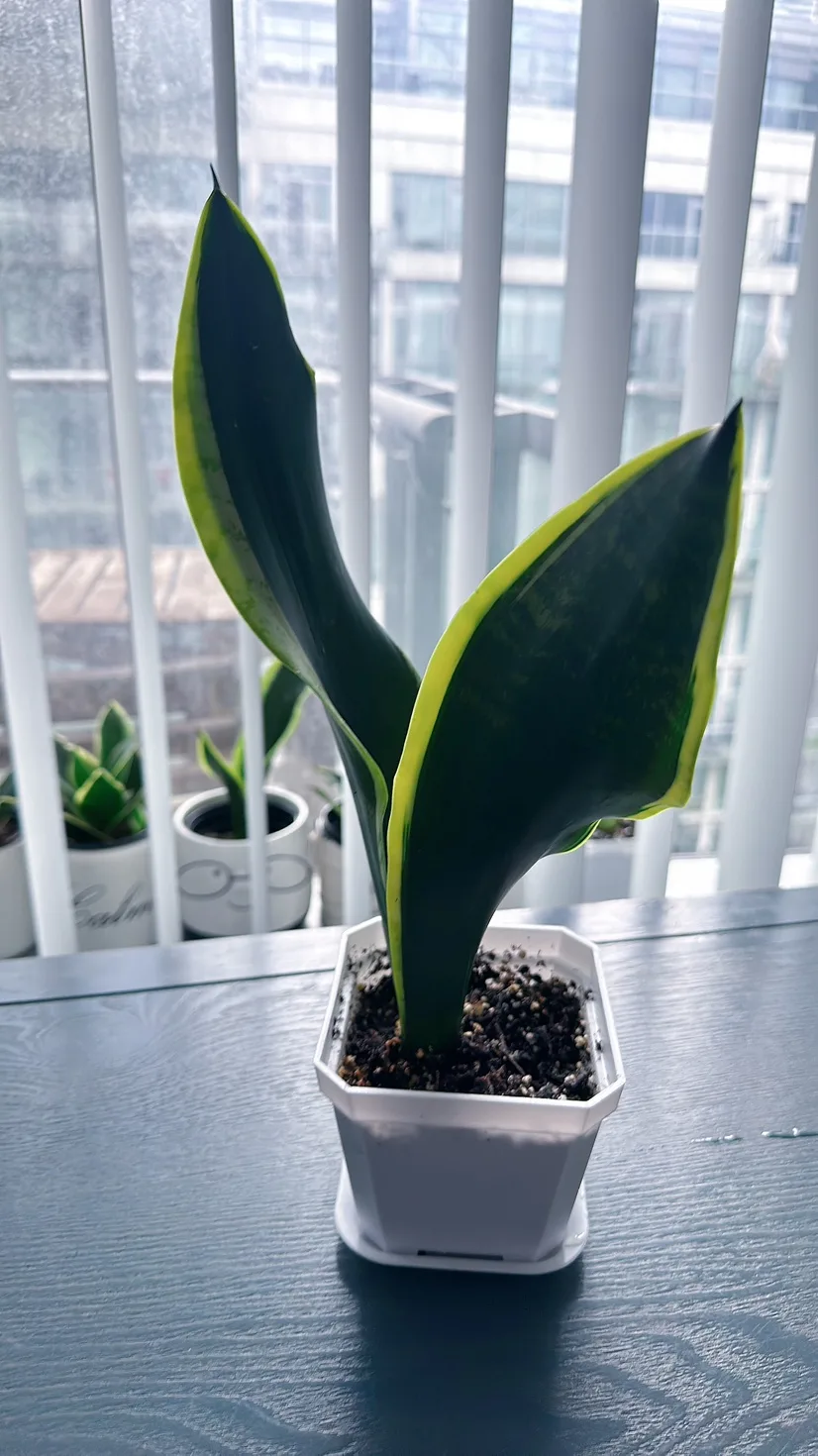 Black Gold Snake Plant (over 1 ft tall) image indicator(6)
