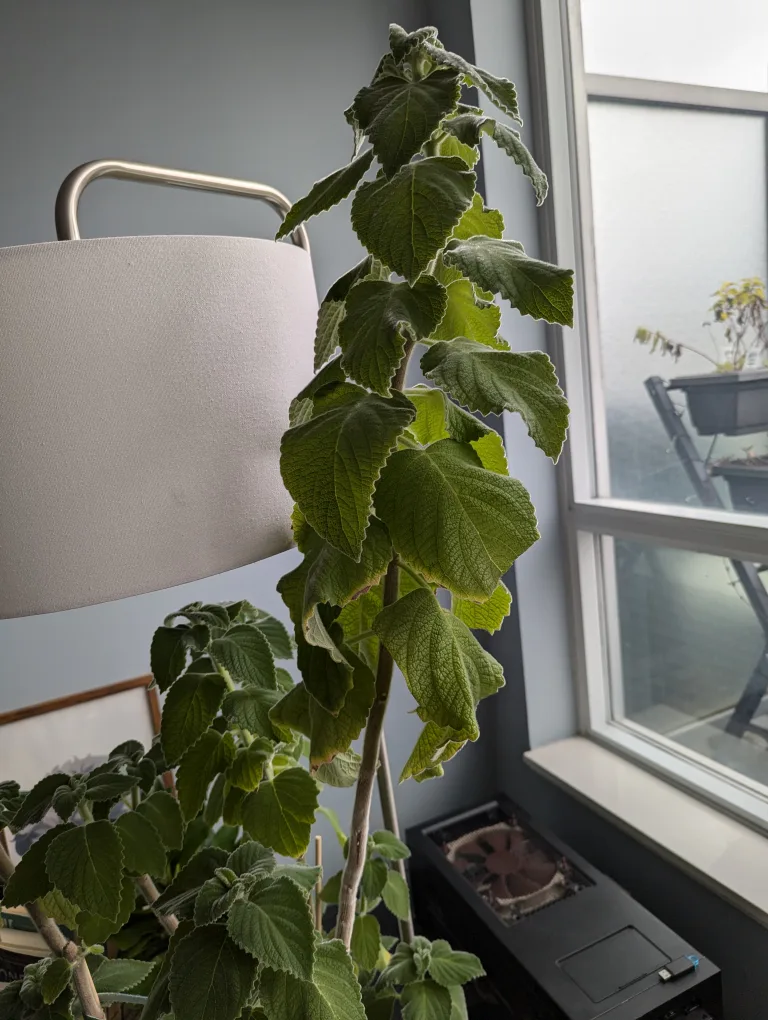 Very Large Plant Cutting #freecycle image indicator(2)