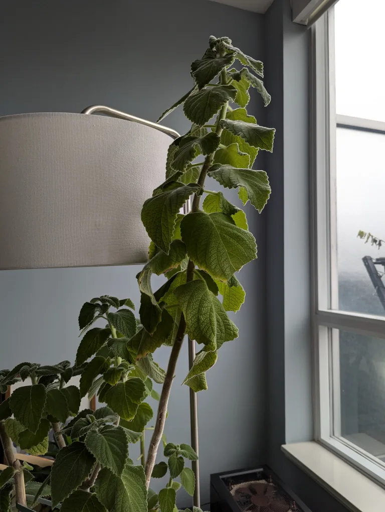 Very Large Plant Cutting #freecycle image indicator(3)