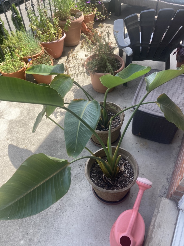 Bird of Paradise Plant - photo 2