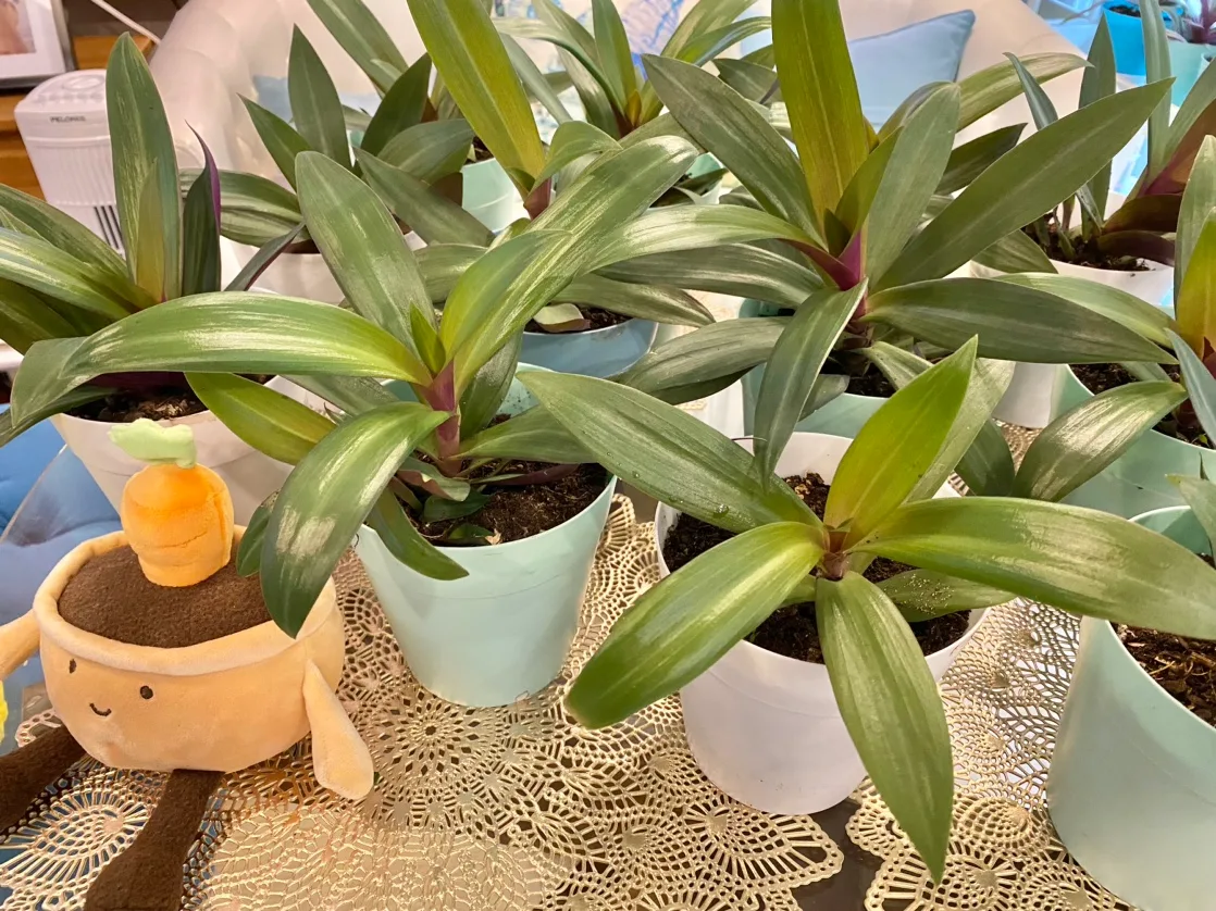 Oyster plant also called Moses in a Cradle plant Tropical plant image indicator(2)