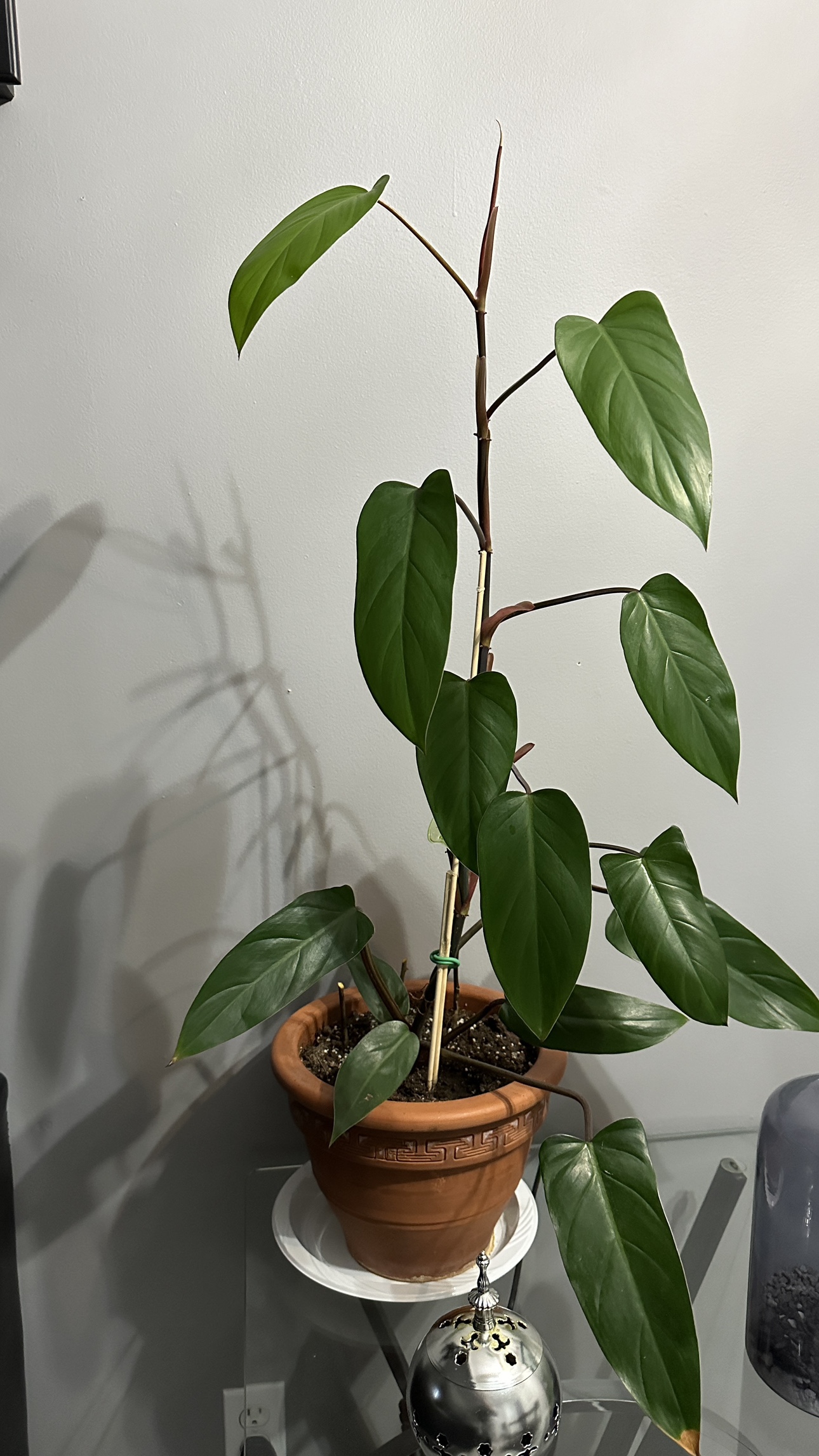 Philodendron Birkin