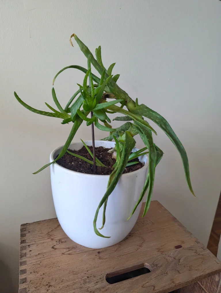 Aloe Plant with White Pot thumbnail