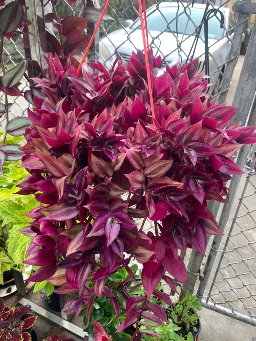 House plants - wandering jewel thumbnail