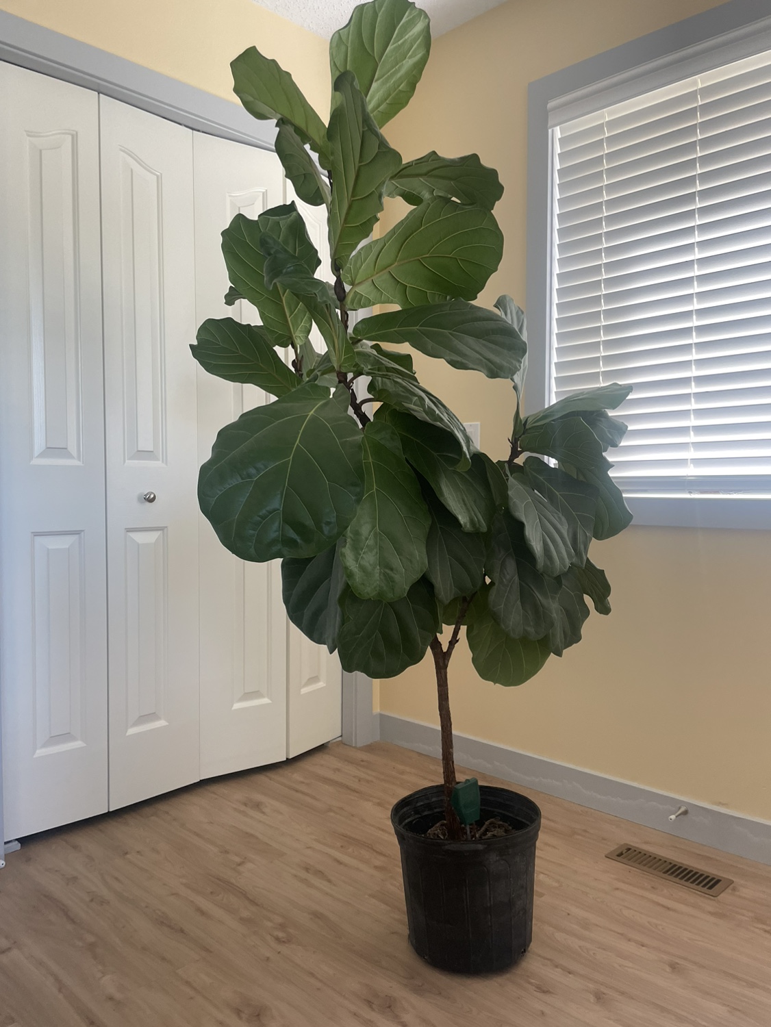 Fiddle Leaf Fig Plant
