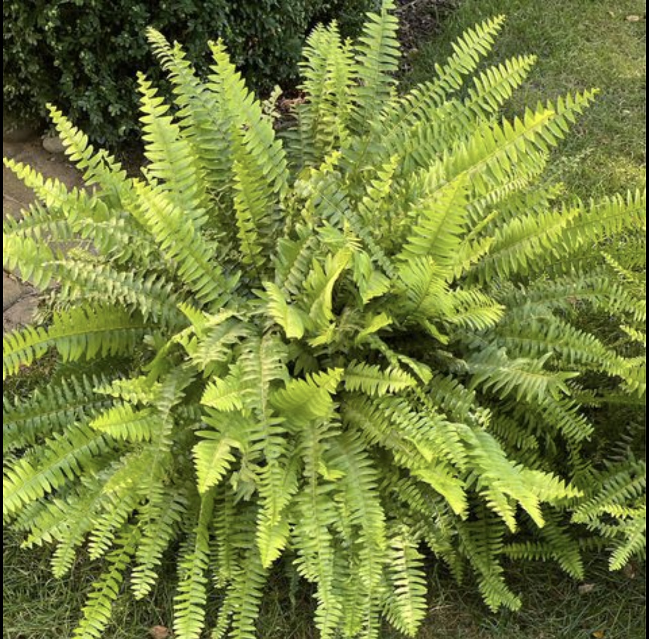 2 x-large Boston fern plants
