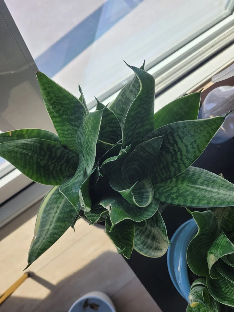 short snake plant image indicator(4)