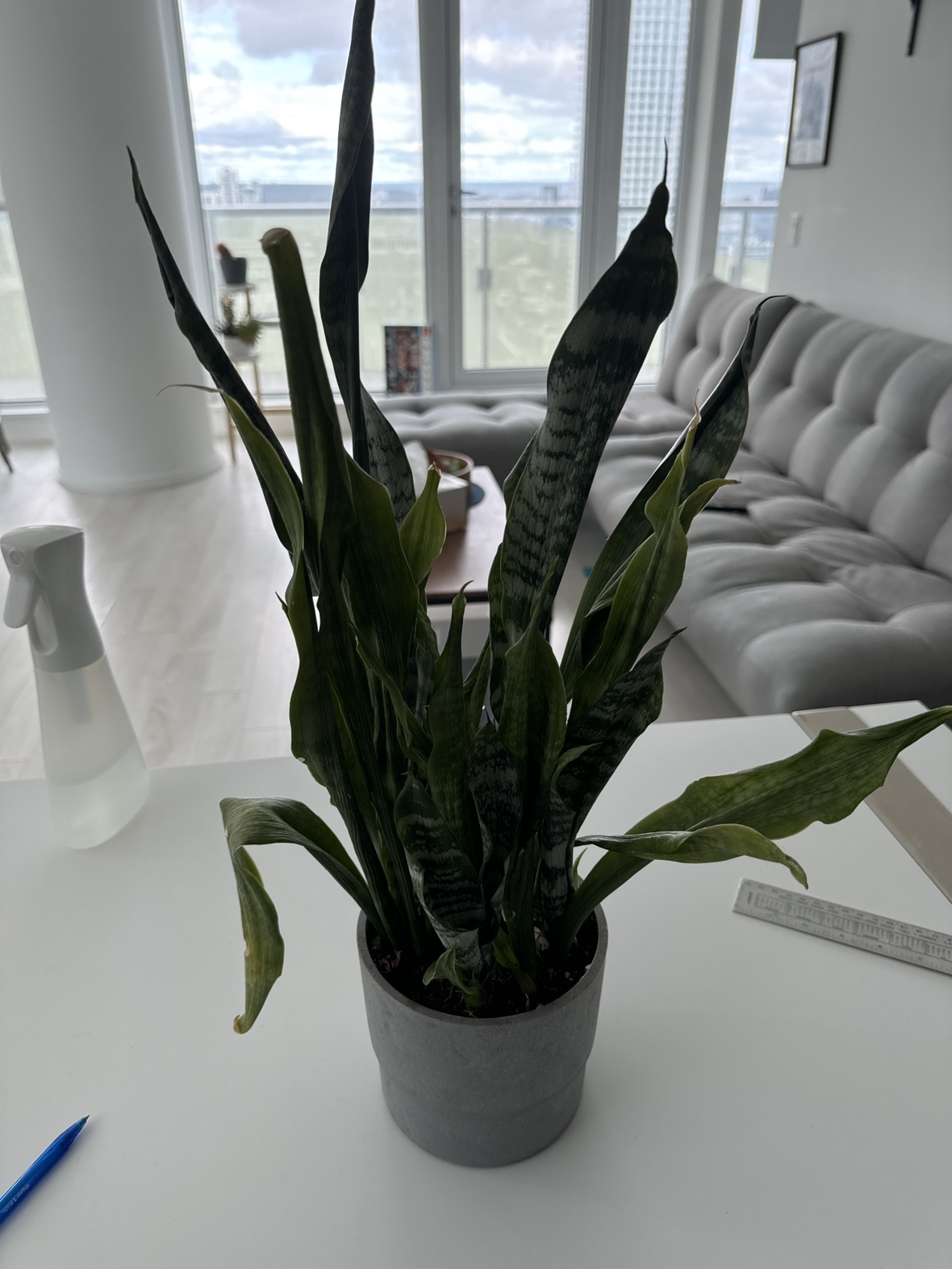 Snake Plant