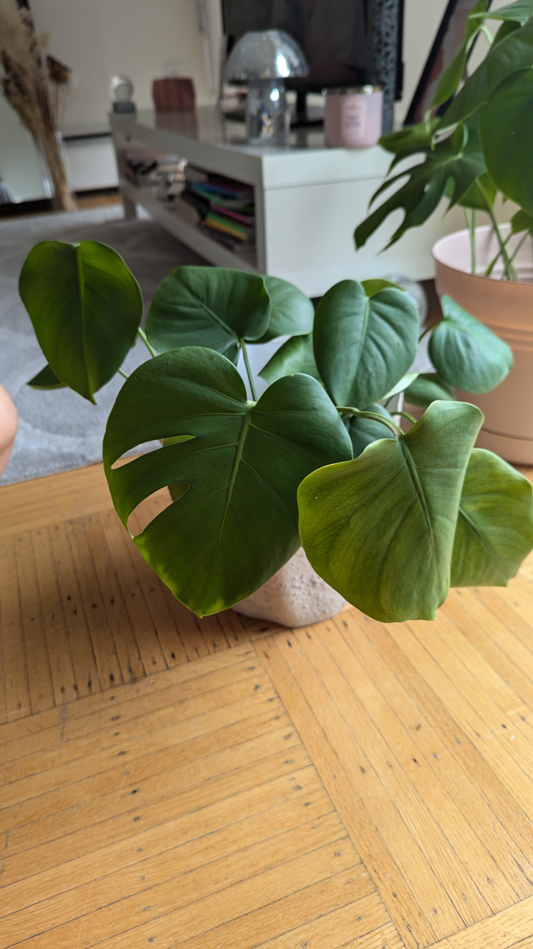 Monstera Deliciosa Plant