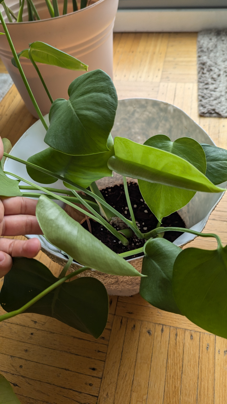 Monstera Deliciosa Plant - photo 2