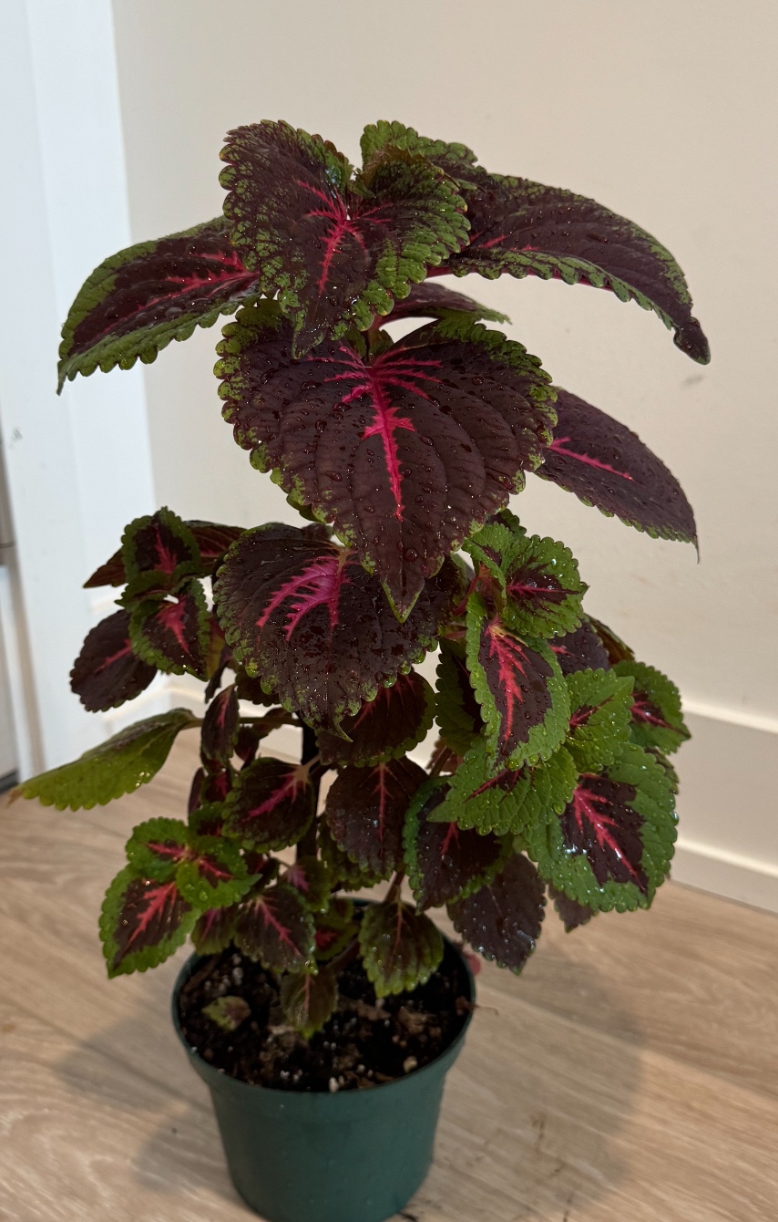 Coleus Plant 🧡