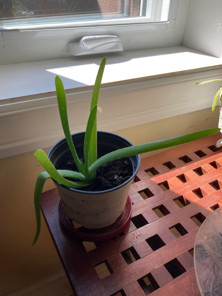Aloe Plant thumbnail