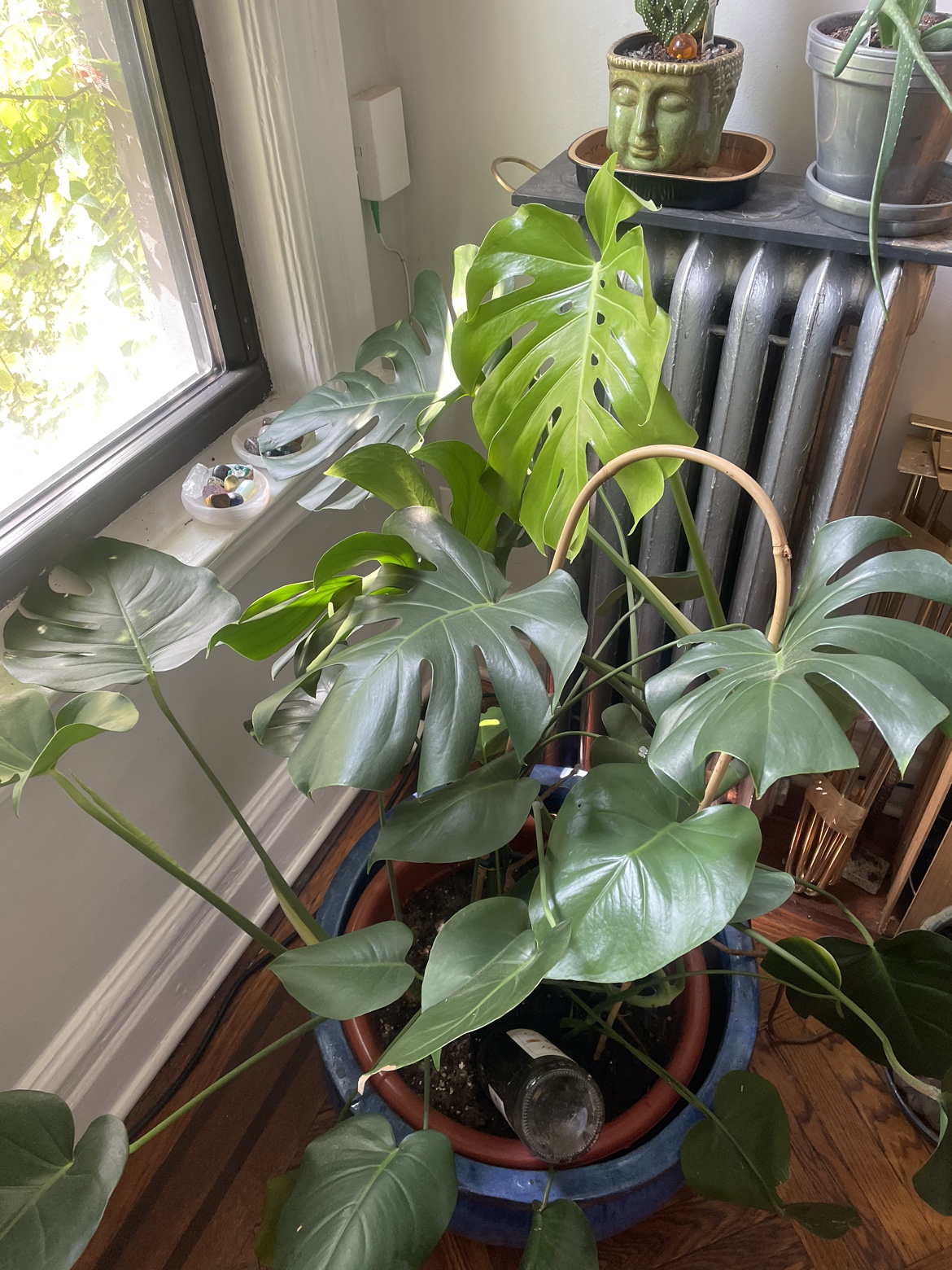 Monstera Deliciosa cuttings - photo 2