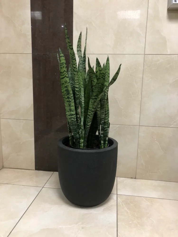 Snake Plant in 10” nursery pot with cover pot $60 thumbnail