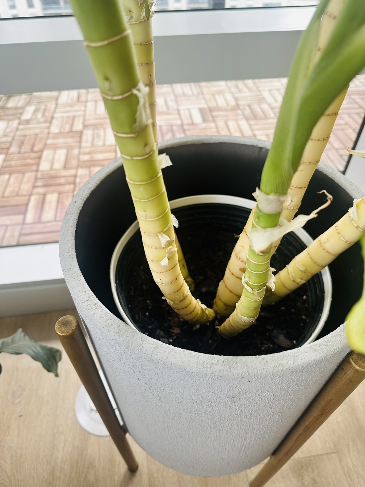 Large Dieffenbachia Plant in Pot - photo 3