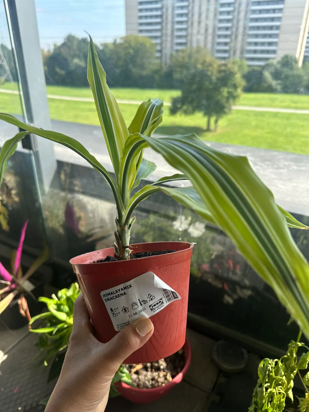 Dracaena Marginata Plant image indicator(2)