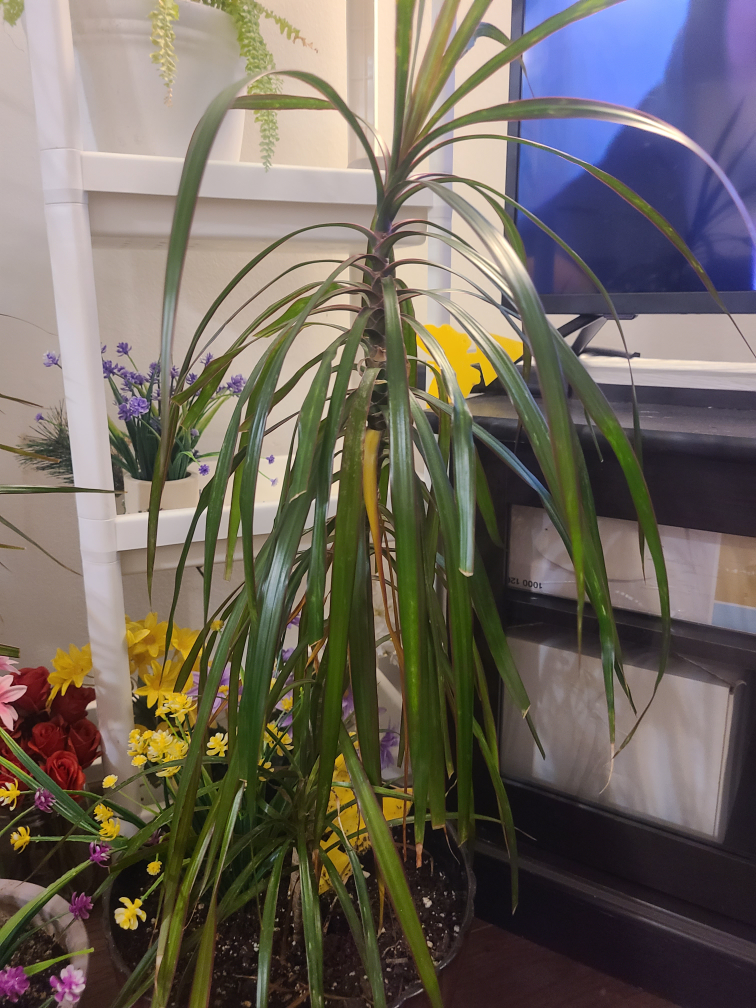 Dracaena Marginata Plant - photo 3