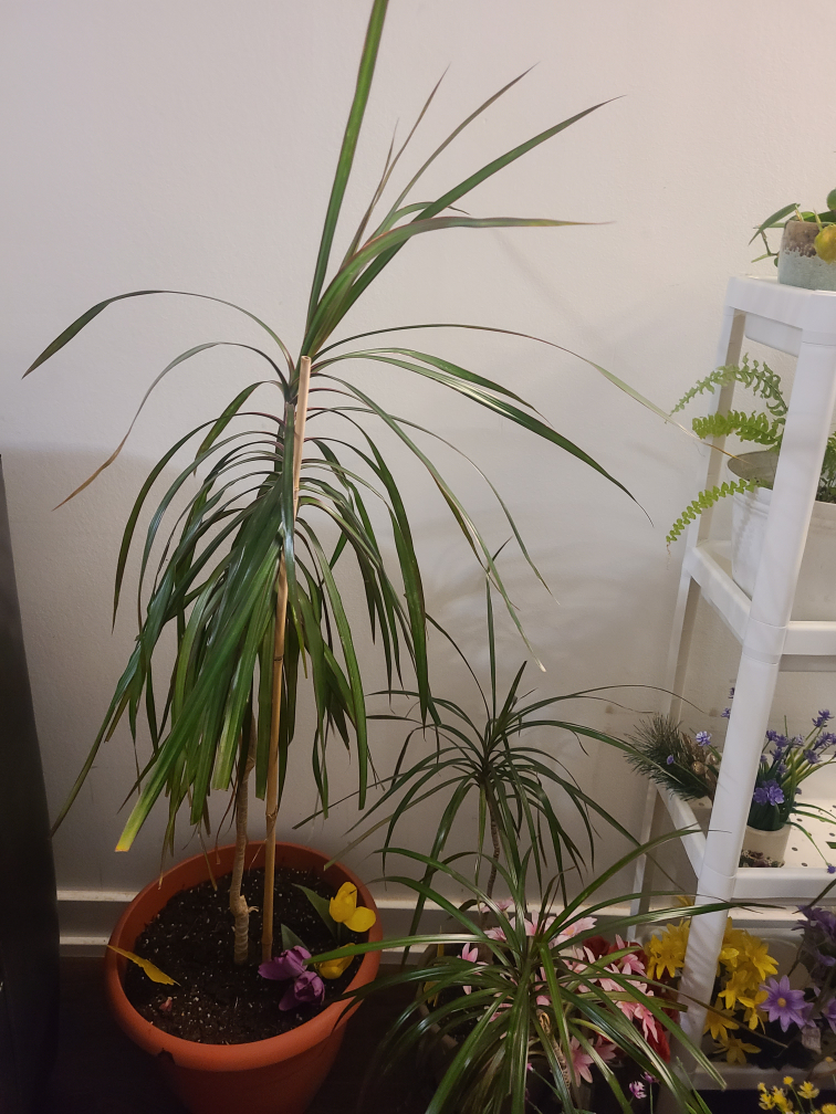 Dracaena Marginata Plant - photo 4