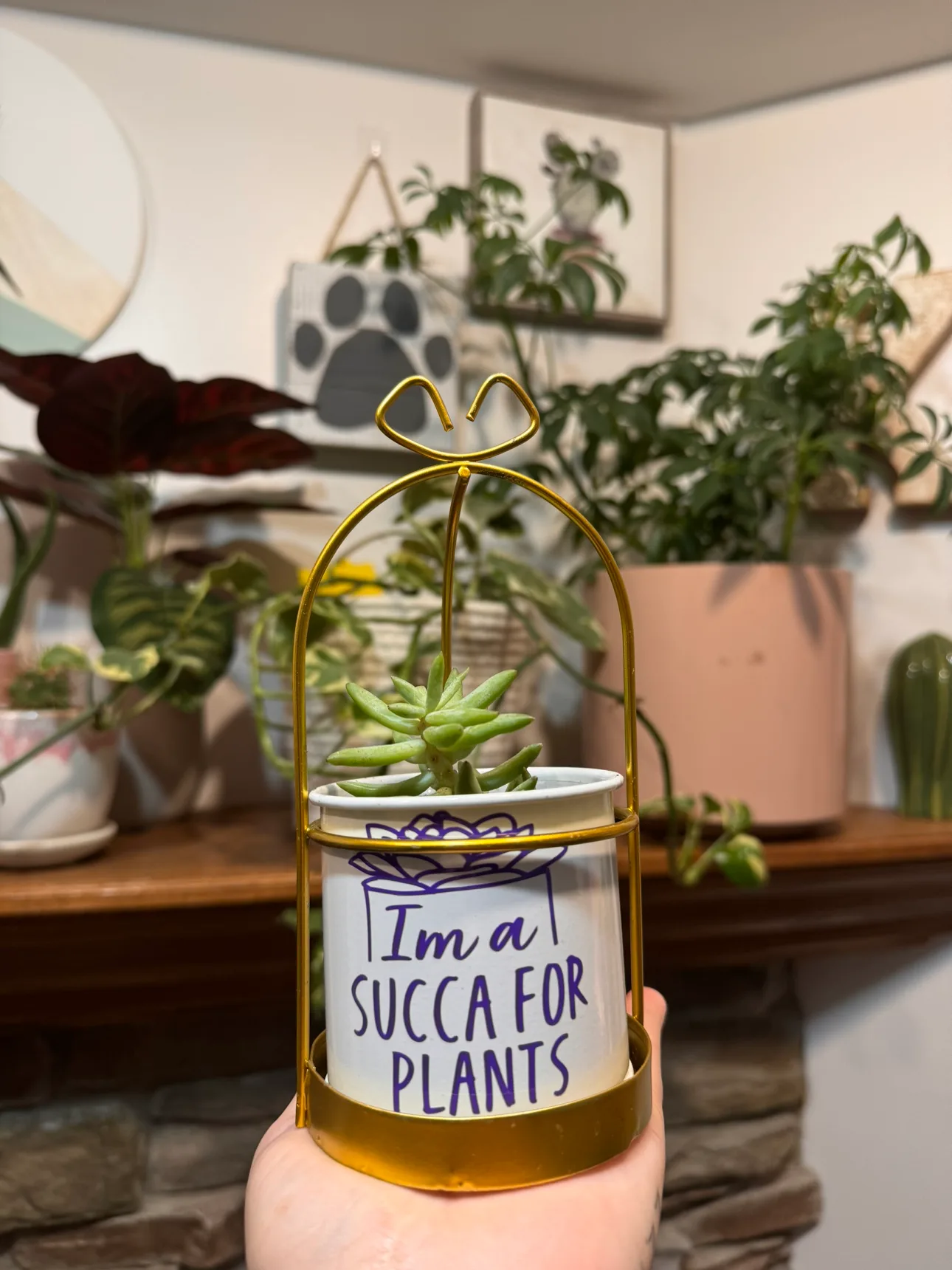 Succulents thumbnail