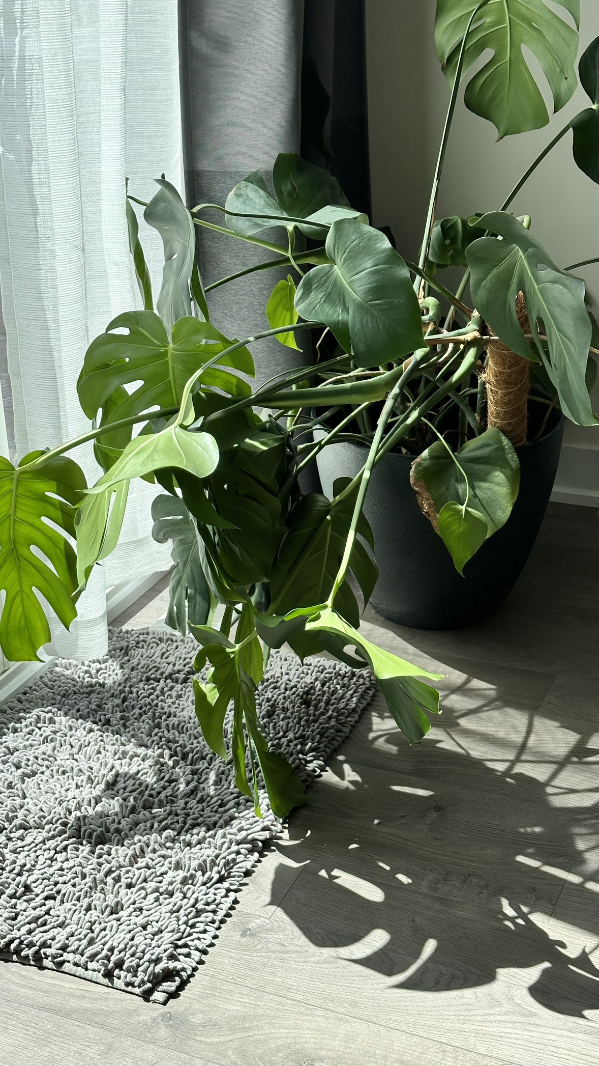 Monstera Deliciosa Plant