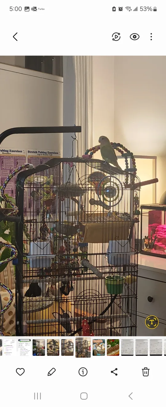 PREVUE Hanging Bird Cage Stand and Double Cage (Vertical) image indicator(2)