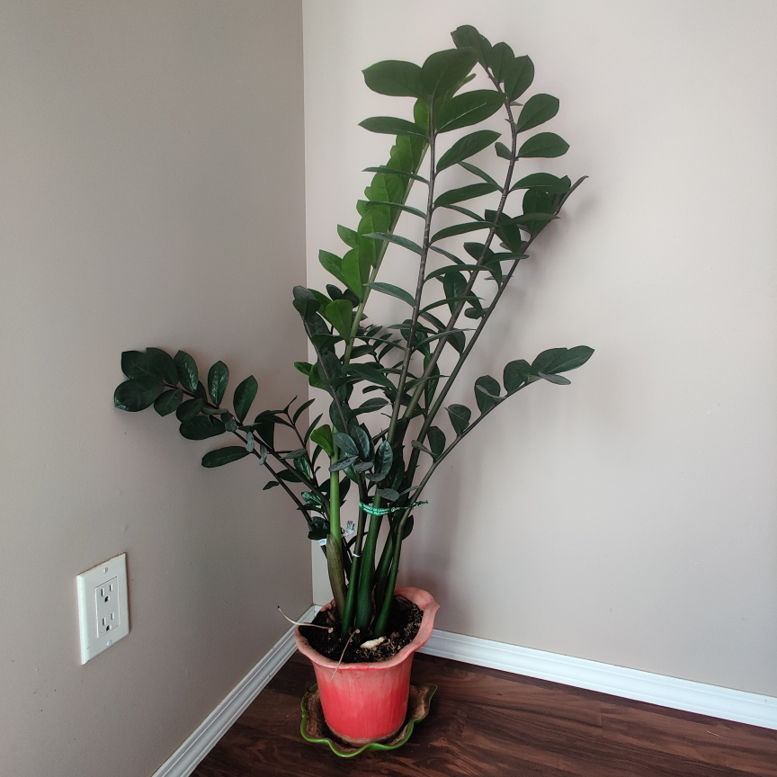 ZZ Plant - photo 2