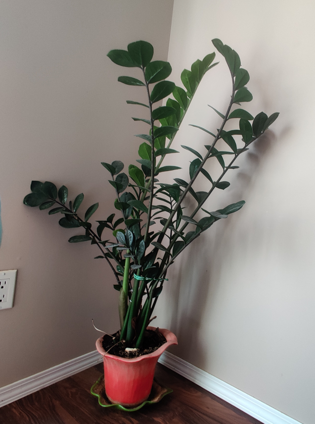 ZZ Plant - photo 3