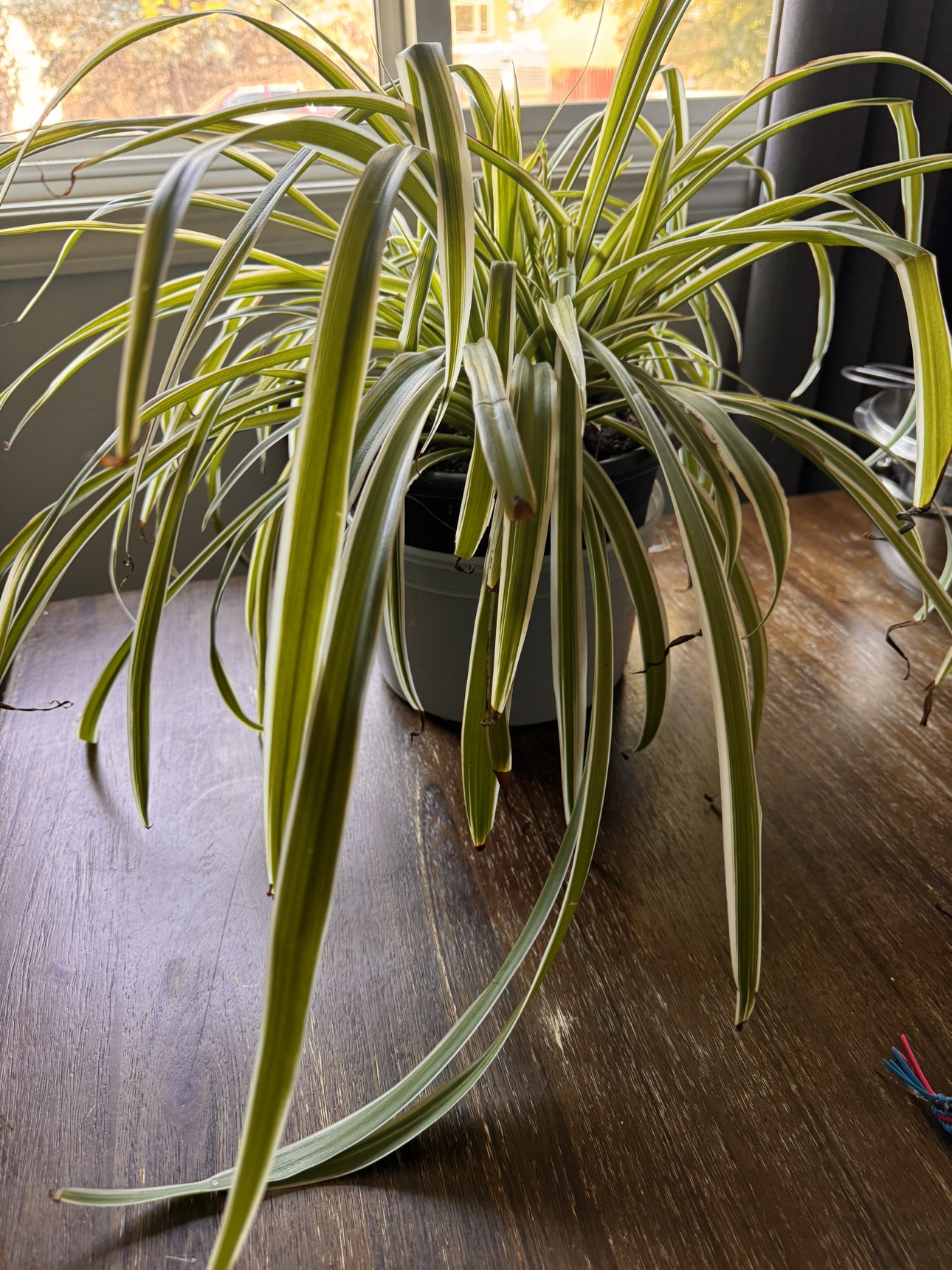 Spider Plant