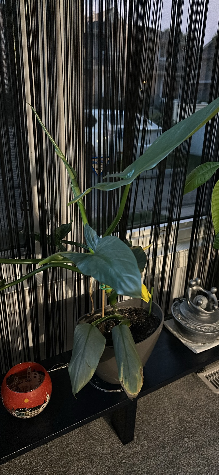 Houseplant