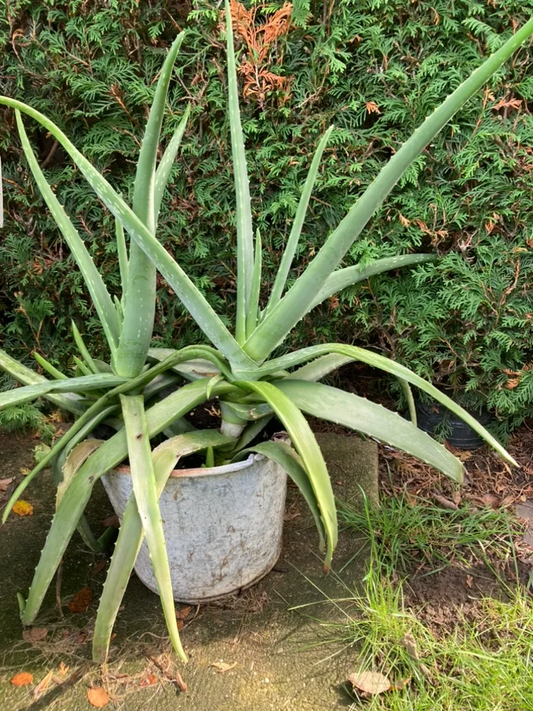 Large Aloe Plants