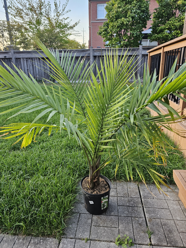 Palm Tree