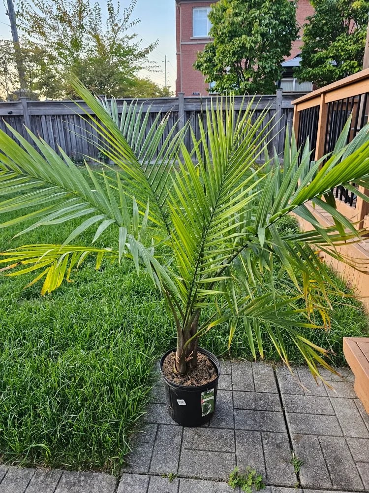 Palm Tree thumbnail
