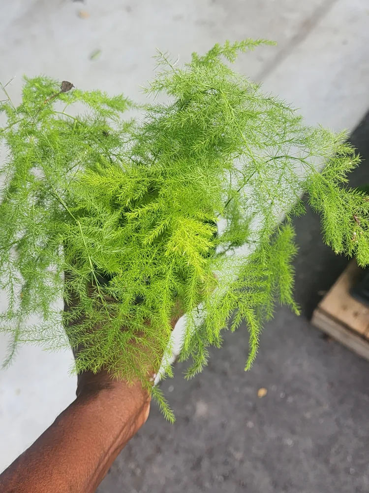 fern indoor plant only $8 thumbnail