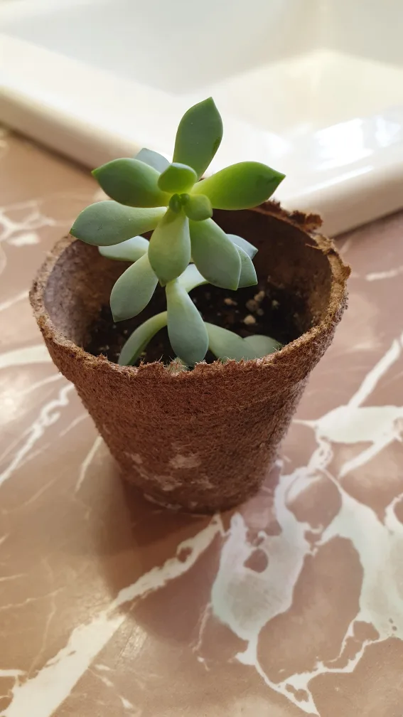 Succulents 🌱🌱🌱 image indicator(4)