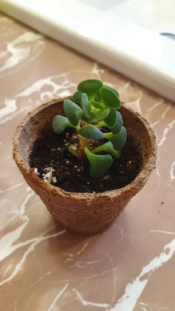 Succulents 🌱🌱🌱 image indicator(5)