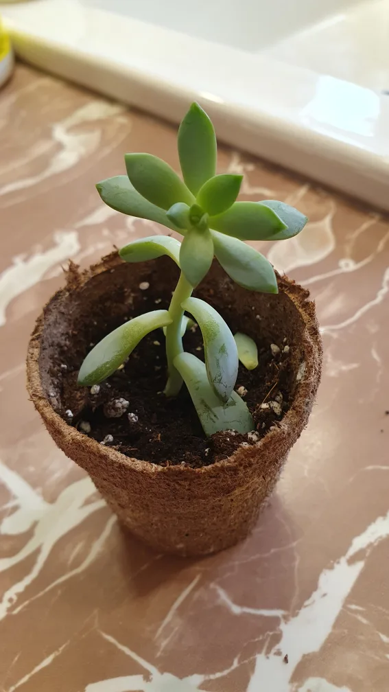 Succulents 🌱🌱🌱 image indicator(6)