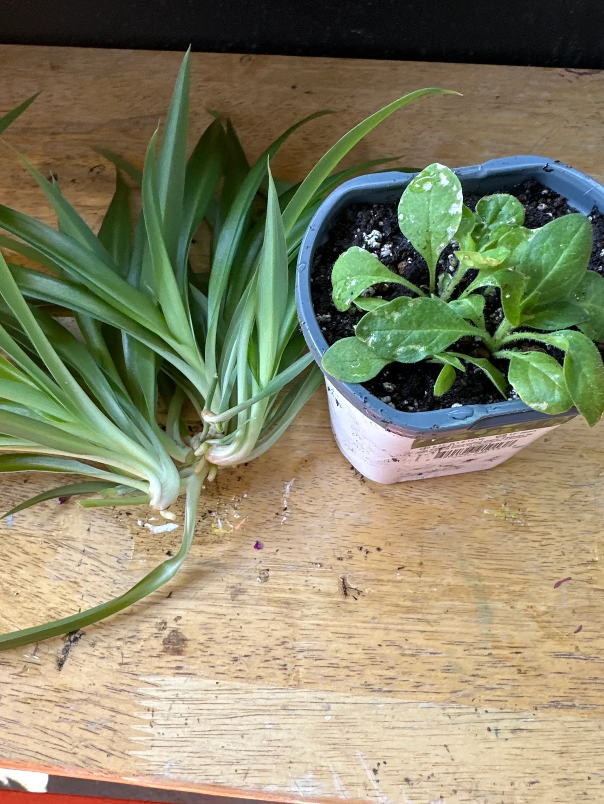 Petunia and spider plant thumbnail