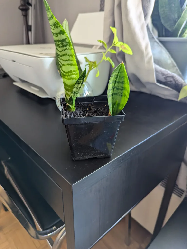 Snake Plant thumbnail