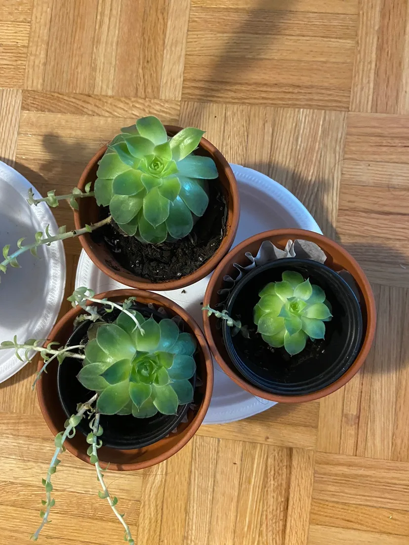 Succulents thumbnail
