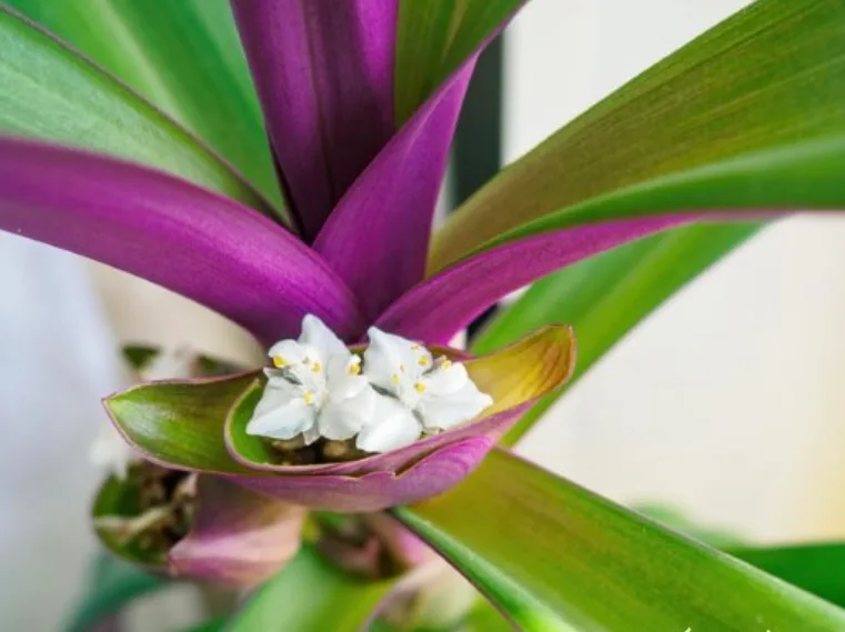 Oyster plant also called Moses in a Cradle plant Tropical plant image indicator(4)
