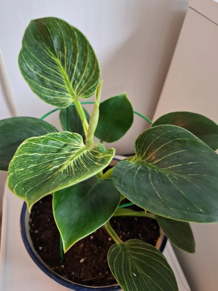 Philodendron Birkin with ceramic pot and saucer thumbnail