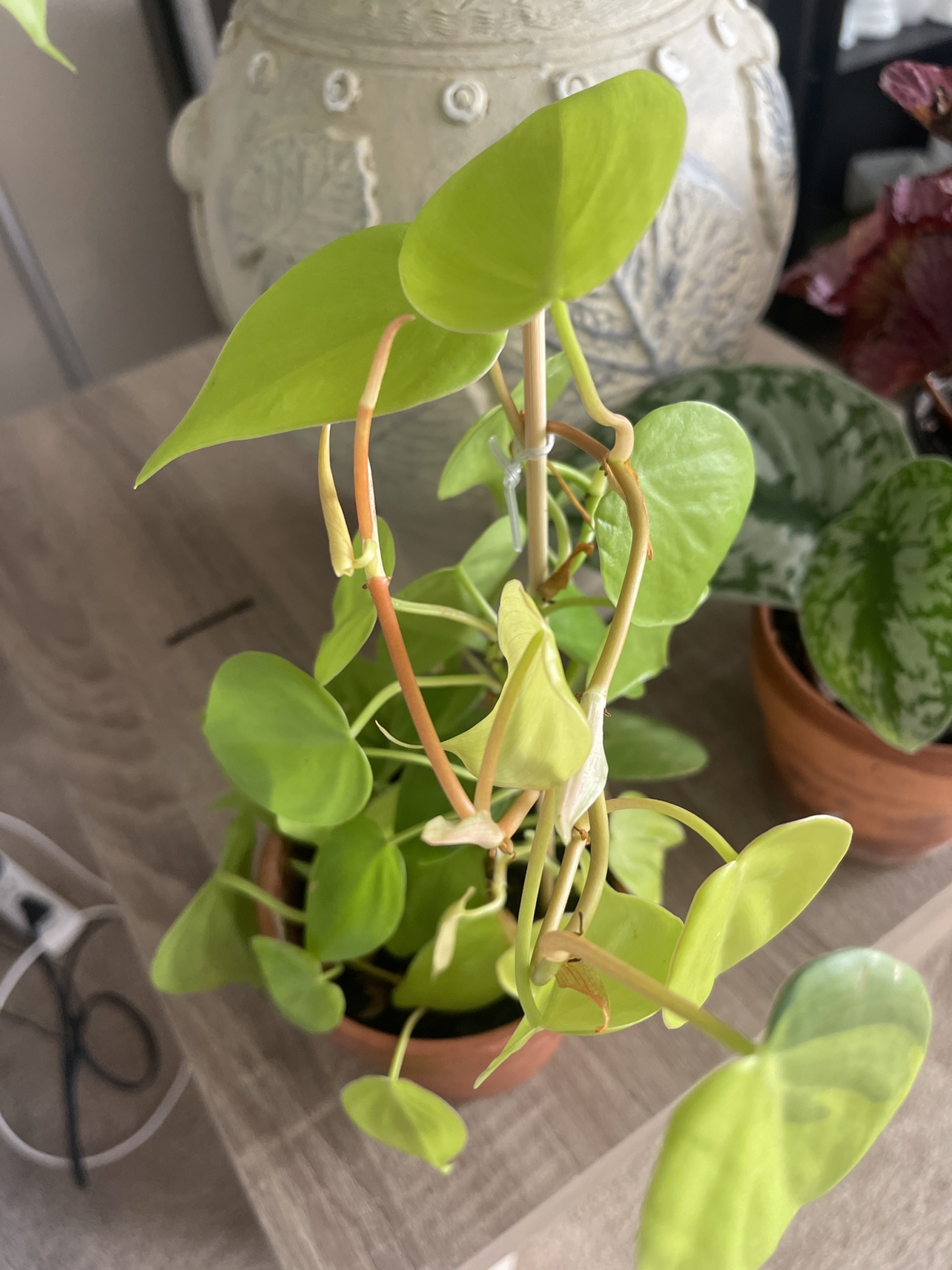 Philodendron